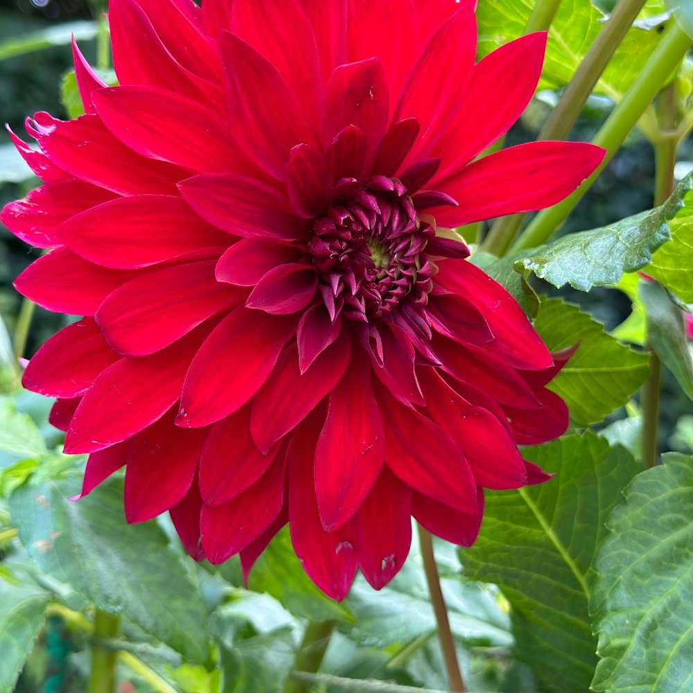 Meet your Posher, Elise